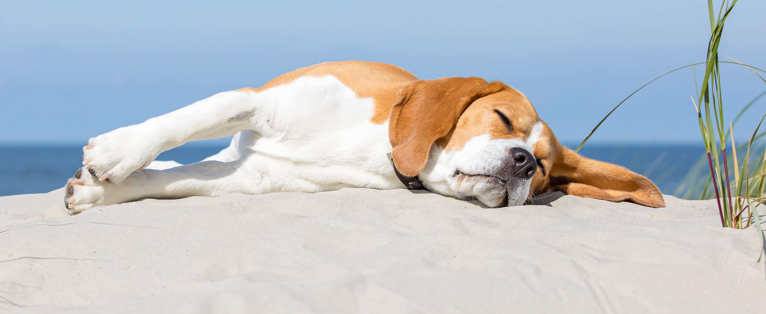 Fotoshooting mit Hund am Strand von Norderney