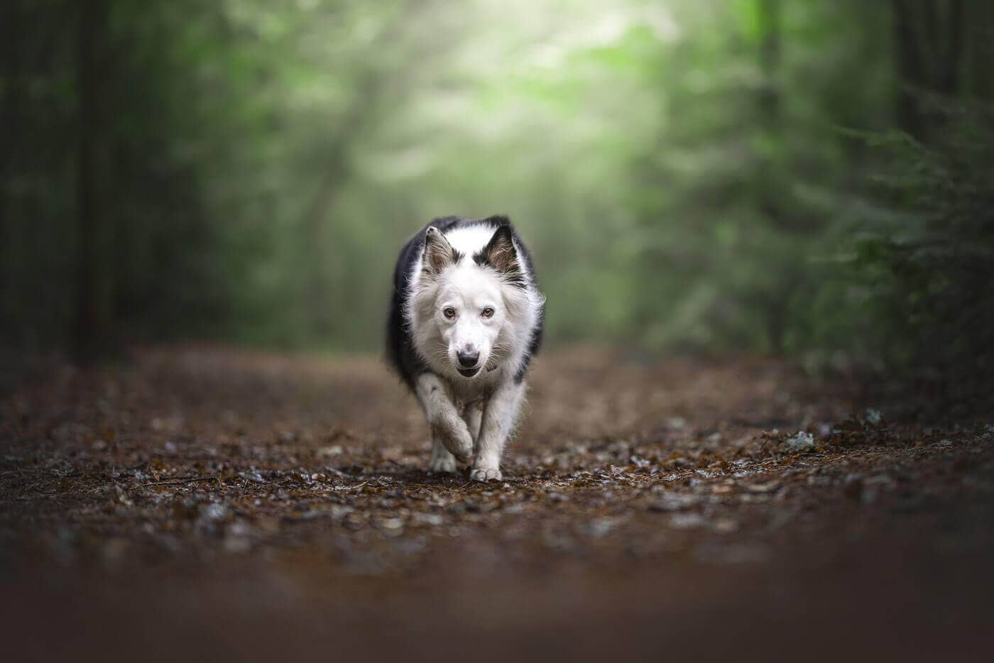 Hundeshooting im Wald, der Hund läuft einen Waldweg auf mich zu