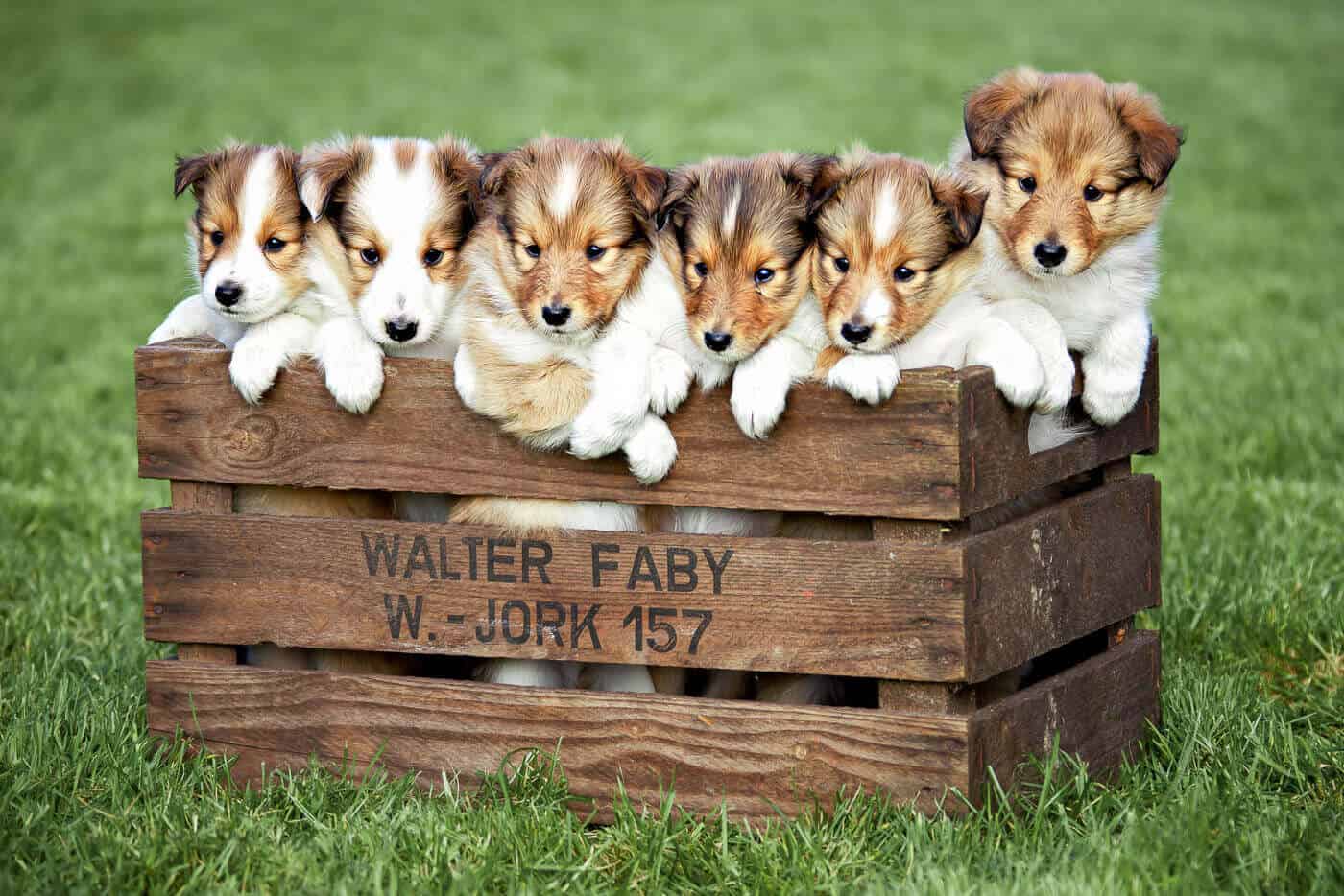 Eine Kiste voller Hundewelpen auf grünem Gras