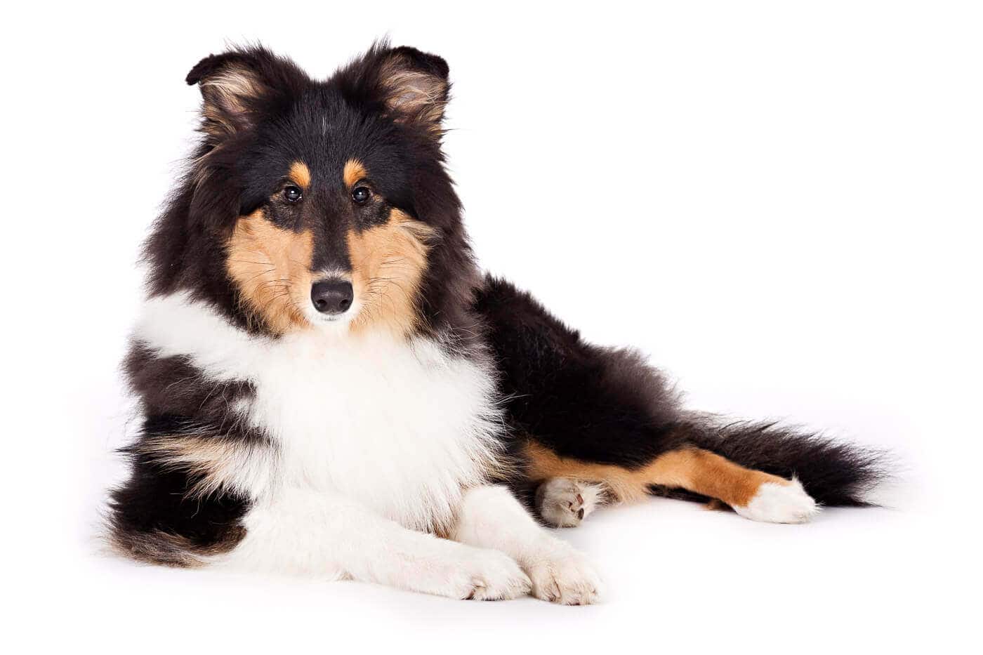 Fotograf Thore Scheu 20120222 Collie Potthin 0002