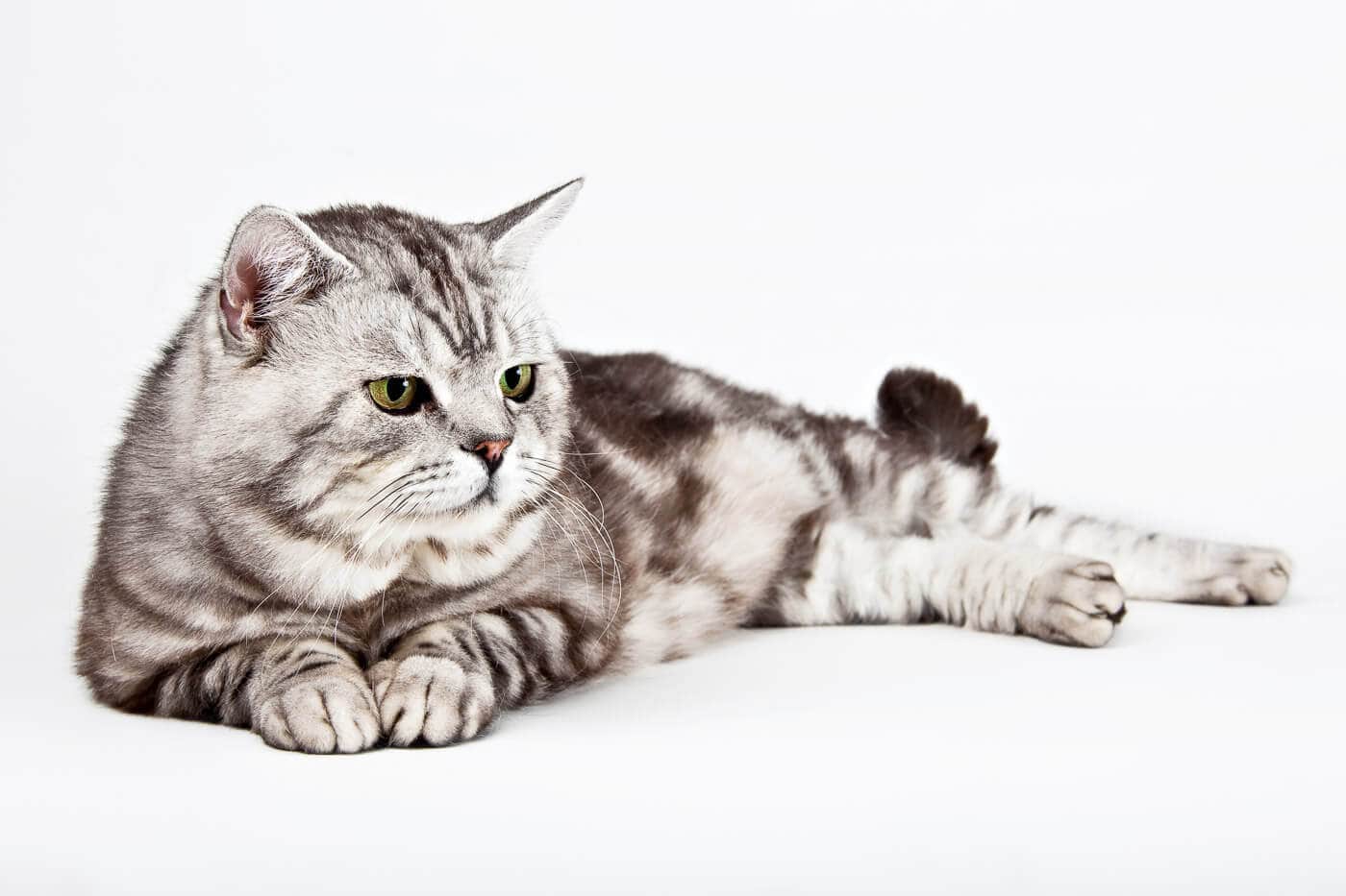 Fotograf Thore Scheu Masscats 200908 223