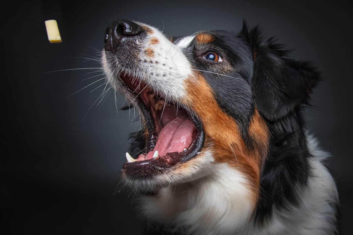 Leckerli Fang Foto im Fotostudio und das kleine Käsestück kommt geflogen.
