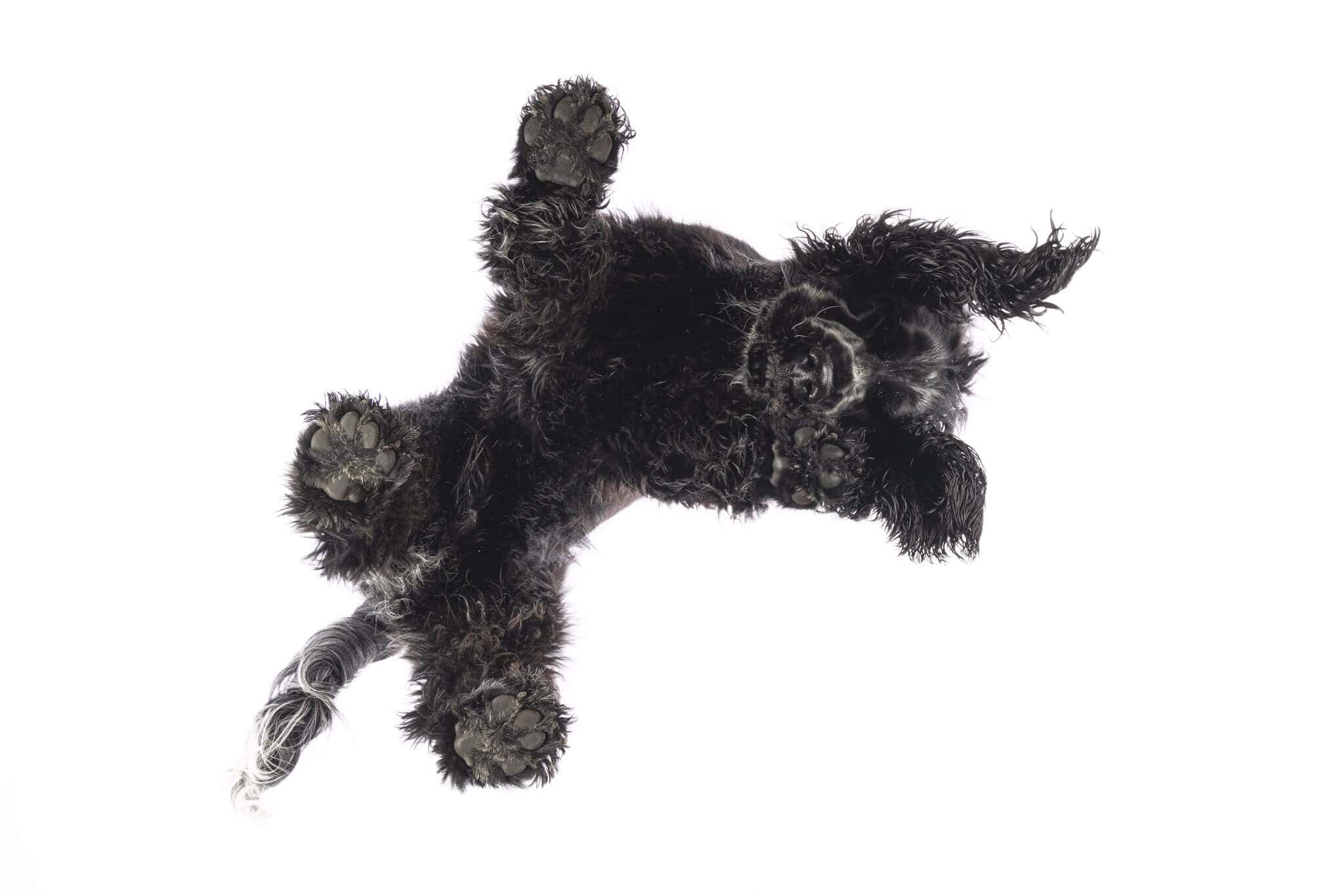 Under Dog | Hunde von Unten Fotoshooting mit einem Cocker Spaniel auf einer Glasplatte