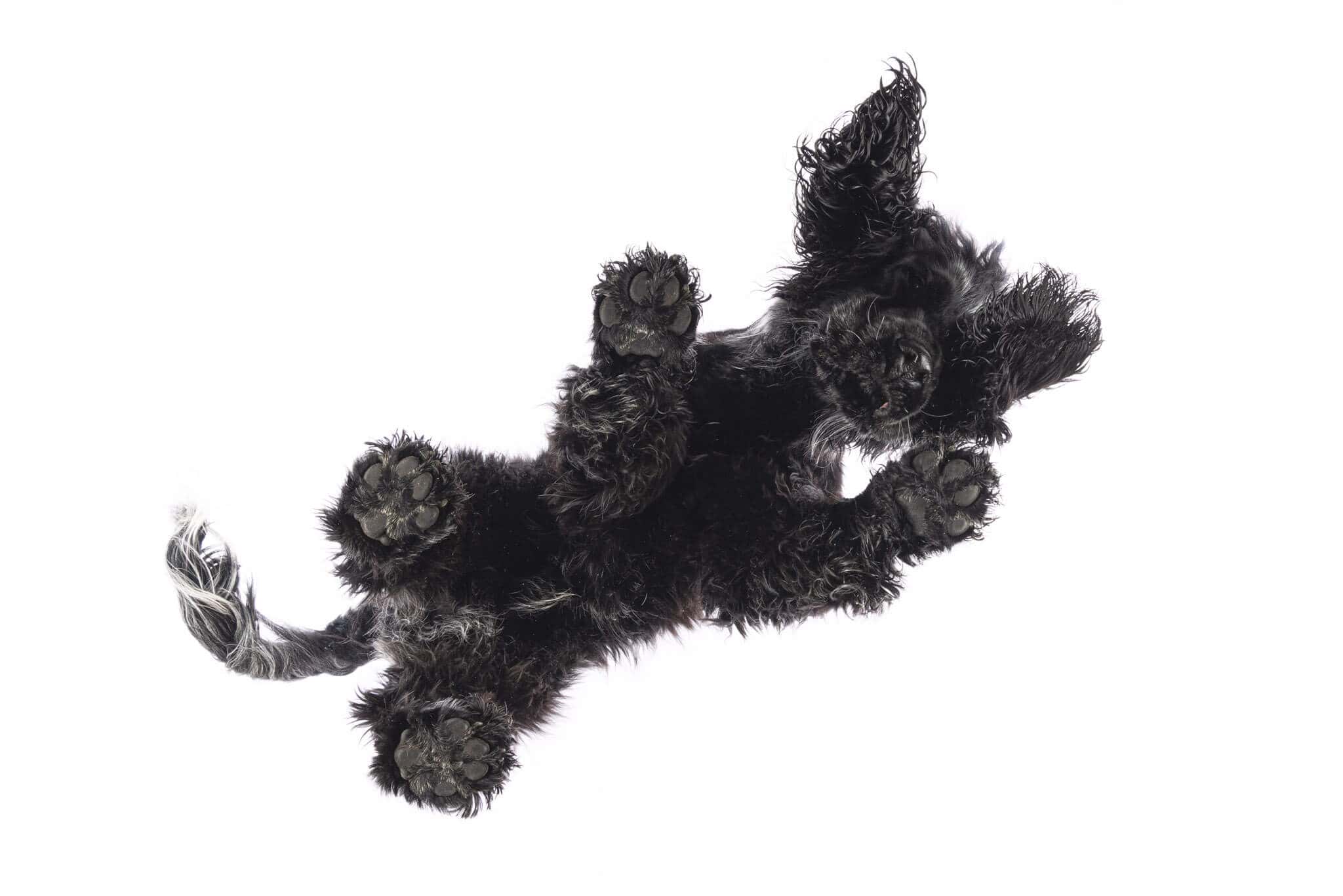 Under Dog | Hunde von Unten Fotoshooting mit einem Cocker Spaniel auf einer Glasplatte
