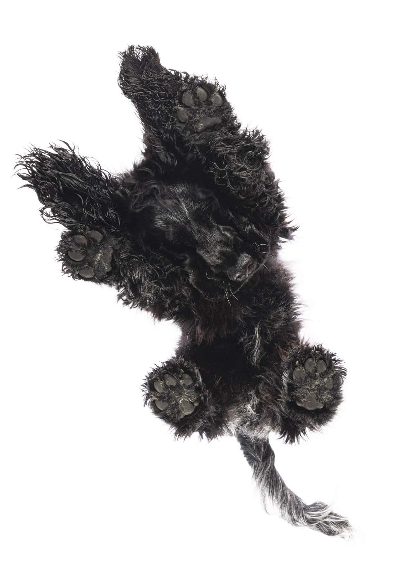 Under Dog | Hunde von Unten Fotoshooting mit einem Cocker Spaniel auf einer Glasplatte