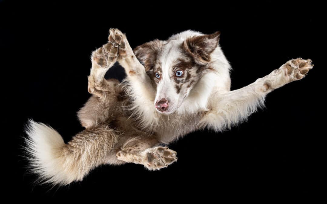 Hunde von unten Fotoshooting: Wie ich deinen Hund durch die Glasplatte fotografiere