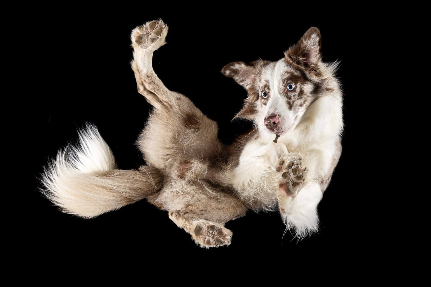 Under Dogs | Hunde von Hunden Fotoshooting Bei diesem Under Dogs | Hunde von Hunden Fotoshooting, liegt ein Hund auf einer Glasplatte