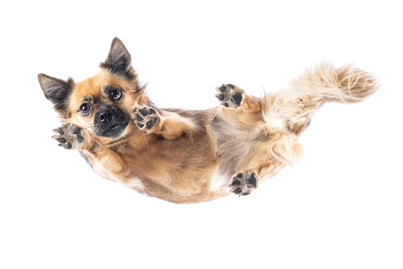 Bei diesem Under Dogs | Hunde von Hunden Fotoshooting, liegt ein kleiner Mischlings Hund auf einer Glasplatte