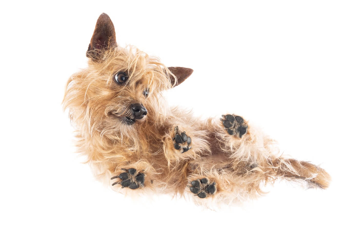 Bei diesem Under Dogs | Hunde von Hunden Fotoshooting, liegt ein Hund auf einer Glasplatte