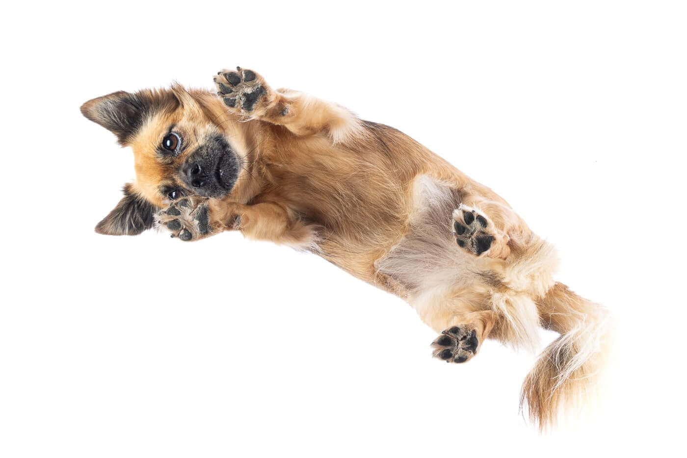 Bei diesem Under Dogs | Hunde von Hunden Fotoshooting, liegt ein Hund auf einer Glasplatte