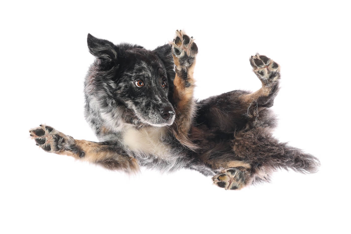 Under Dogs | Hunde von Hunden Fotoshooting Bei diesem Under Dogs | Hunde von Hunden Fotoshooting, liegt ein Hund auf einer Glasplatte