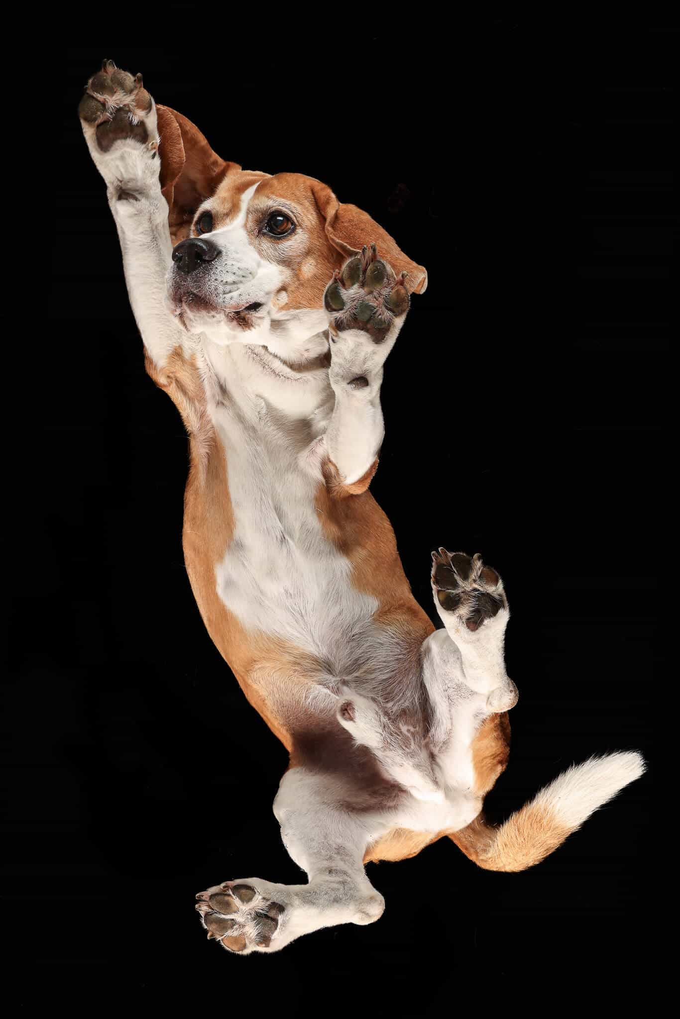 Under Dog | Hunde von Unten Fotoshooting mit einem Beagle auf einer Glasplatte