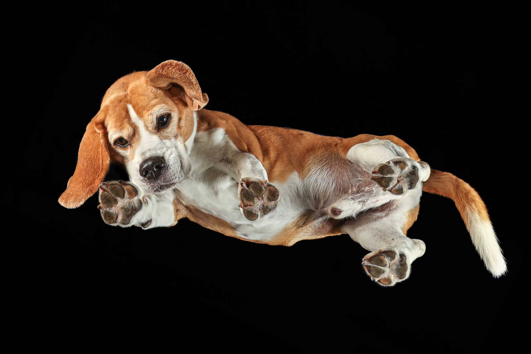 Under Dog | Hunde von Unten Fotoshooting mit einem Beagle auf einer Glasplatte