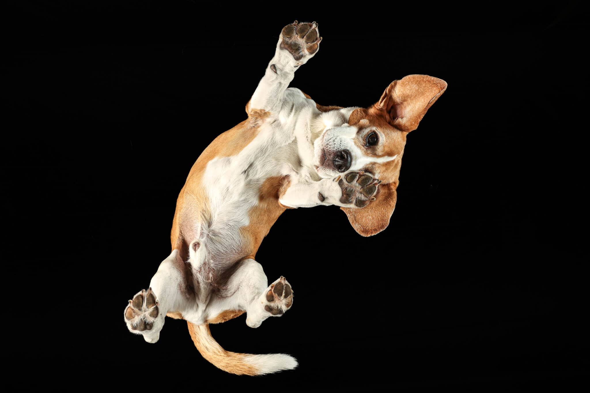Under Dog | Hunde von Unten Fotoshooting mit einem Beagle auf einer Glasplatte
