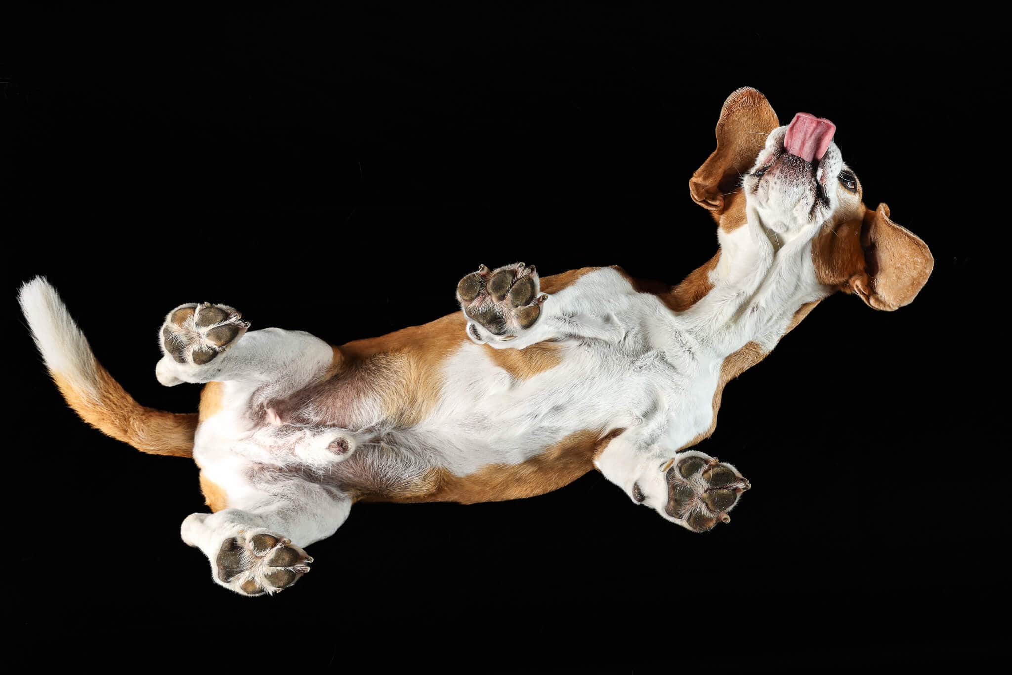 Under Dog | Hunde von Unten Fotoshooting mit einem Beagle auf einer Glasplatte