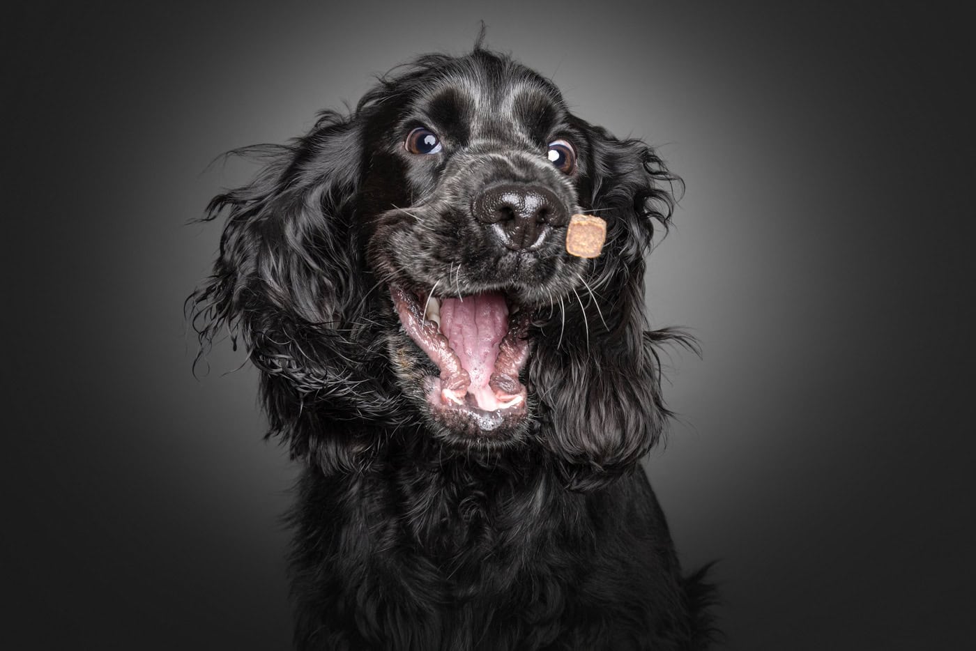 Tierfoto Hund von unten 002