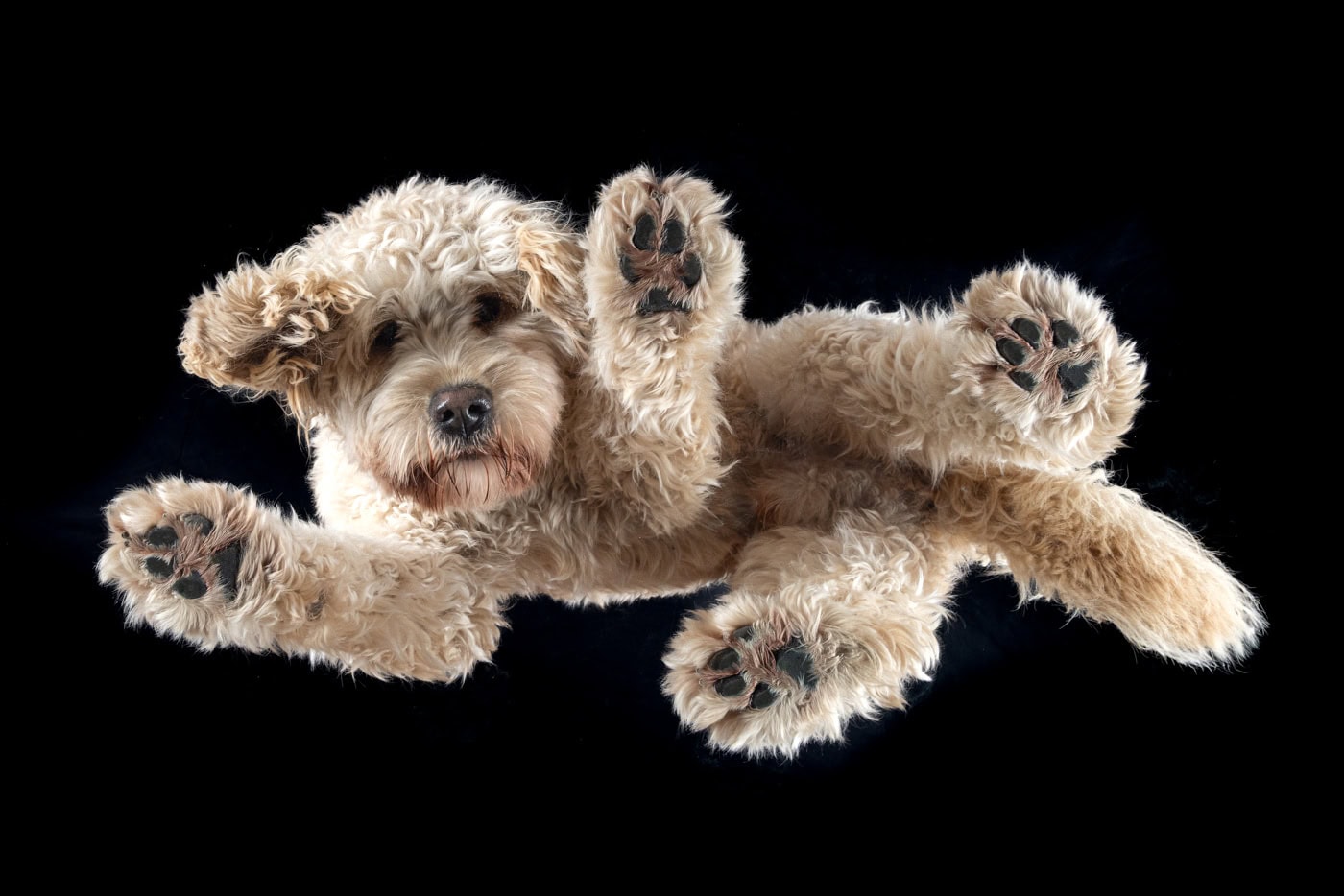 Tierfoto Hund von unten SCHEU0007 Bei diesem Under Dogs | Hunde von Hunden Fotoshooting, liegt ein Hund auf einer Glasplatte
