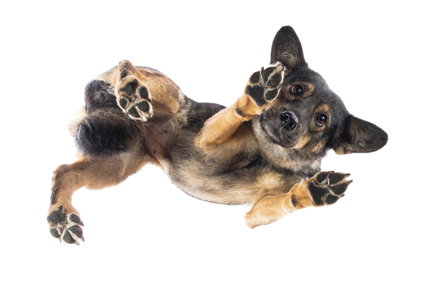 Tierfoto Hund von unten TS013-2 Bei diesem Under Dogs | Hunde von Hunden Fotoshooting, liegt ein Hund auf einer Glasplatte
