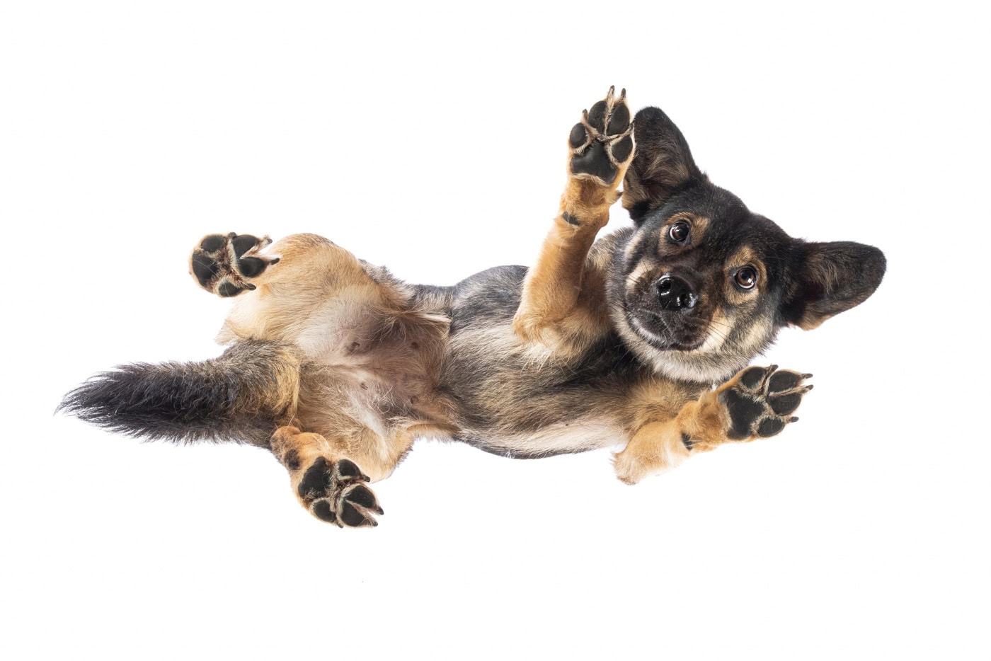 Tierfoto Hund von unten TS047 2