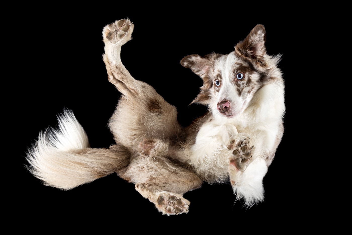 Tierfoto Hund von unten TS068