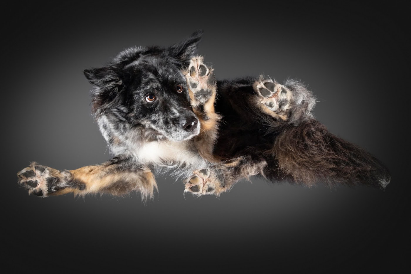 Tierfoto Hund von unten TS099 Bei diesem Under Dogs | Hunde von Hunden Fotoshooting, liegt ein Hund auf einer Glasplatte