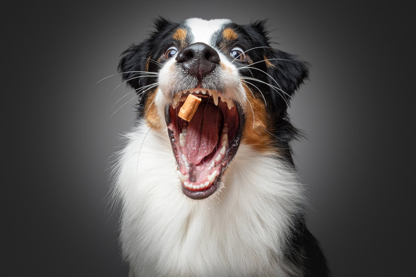 Tierfoto Hund von unten TS1014