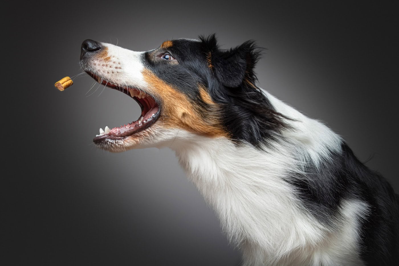Tierfoto Hund von unten TS1017