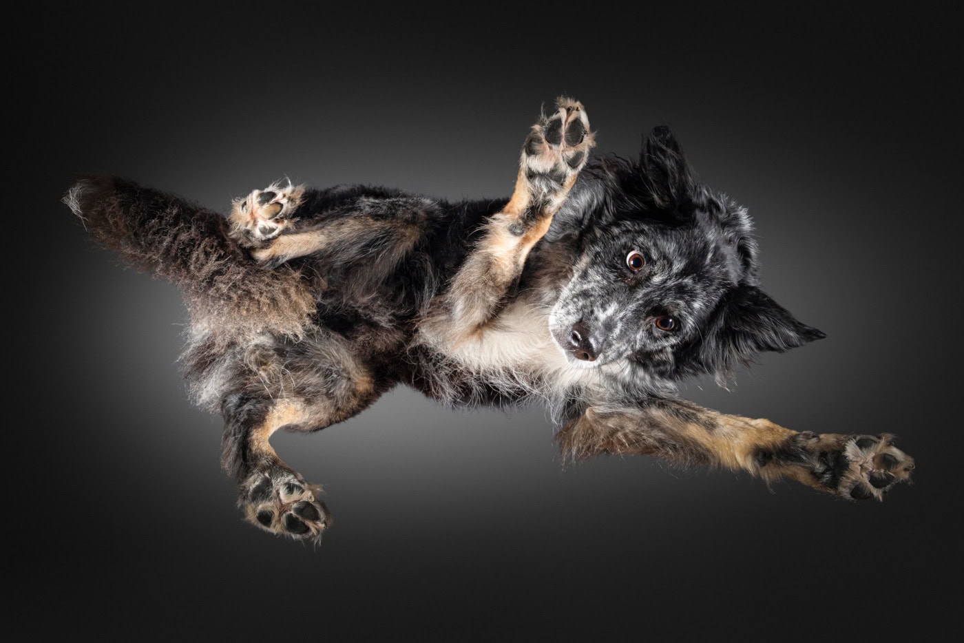 Tierfoto Hund von unten TS114