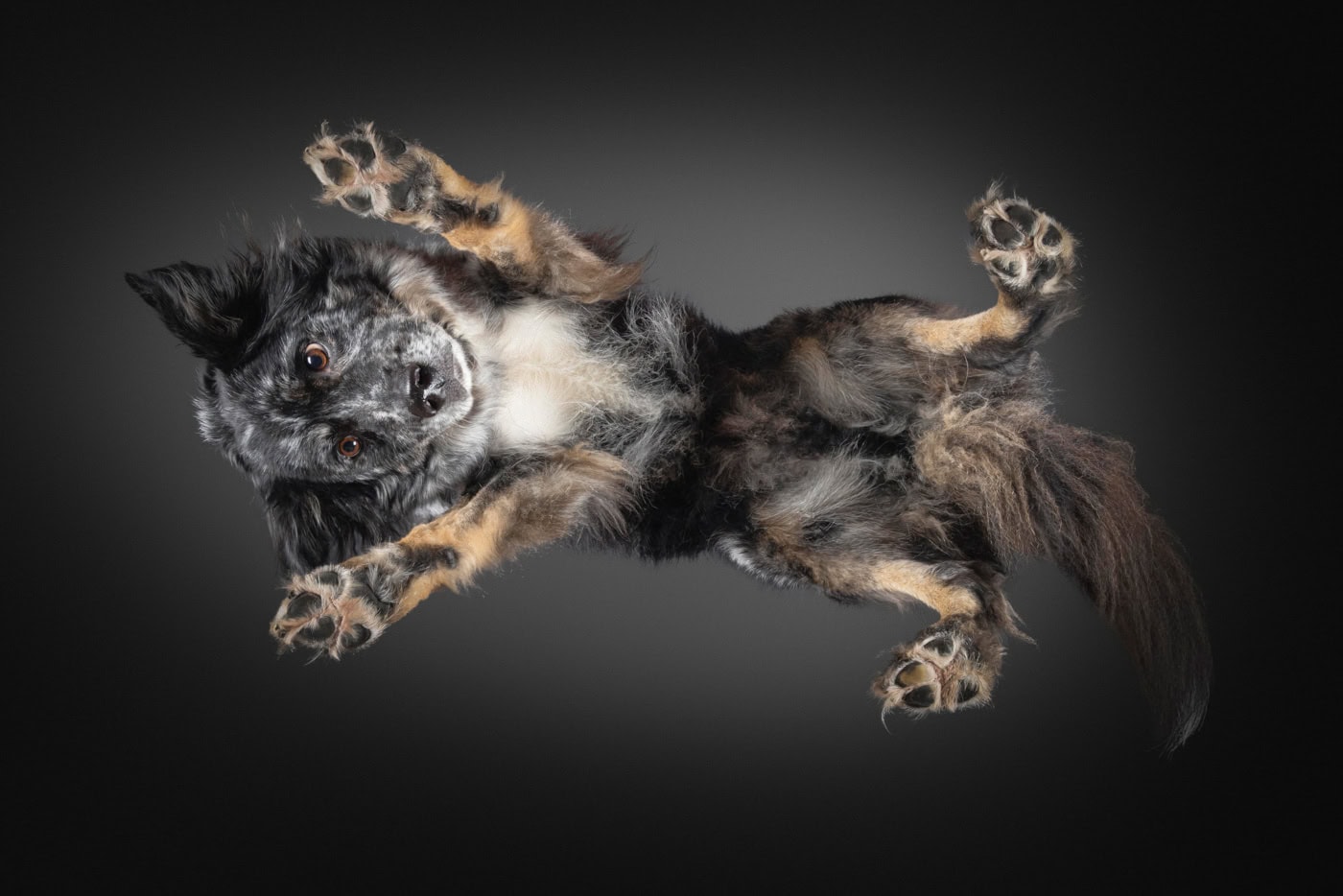 Tierfoto Hund von unten TS121 Under Dog | Hunde von Unten Fotoshooting mit einem Beagle auf einer Glasplatte