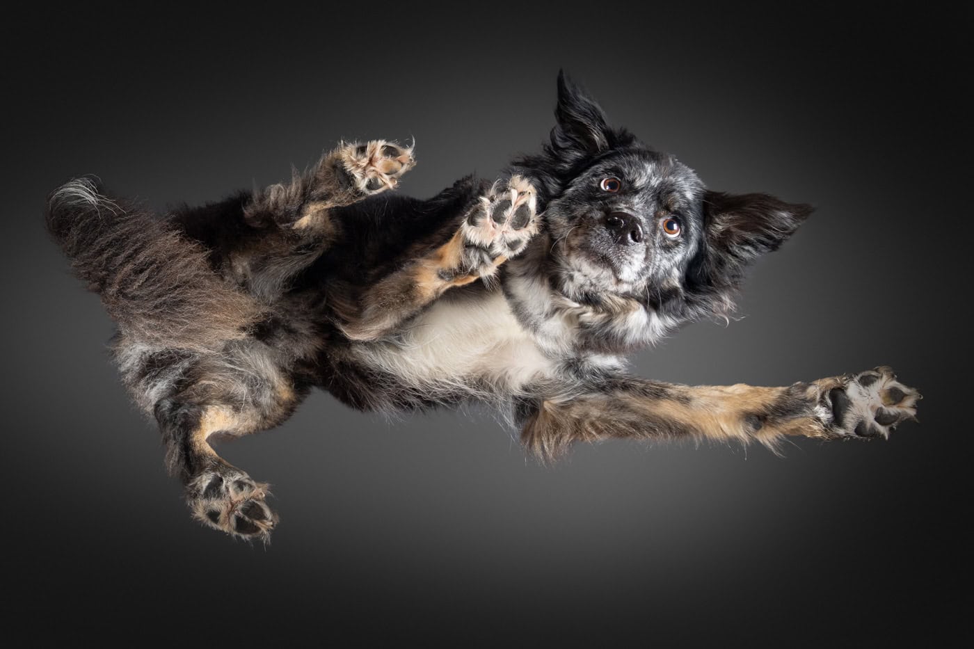 Tierfoto Hund von unten TS127