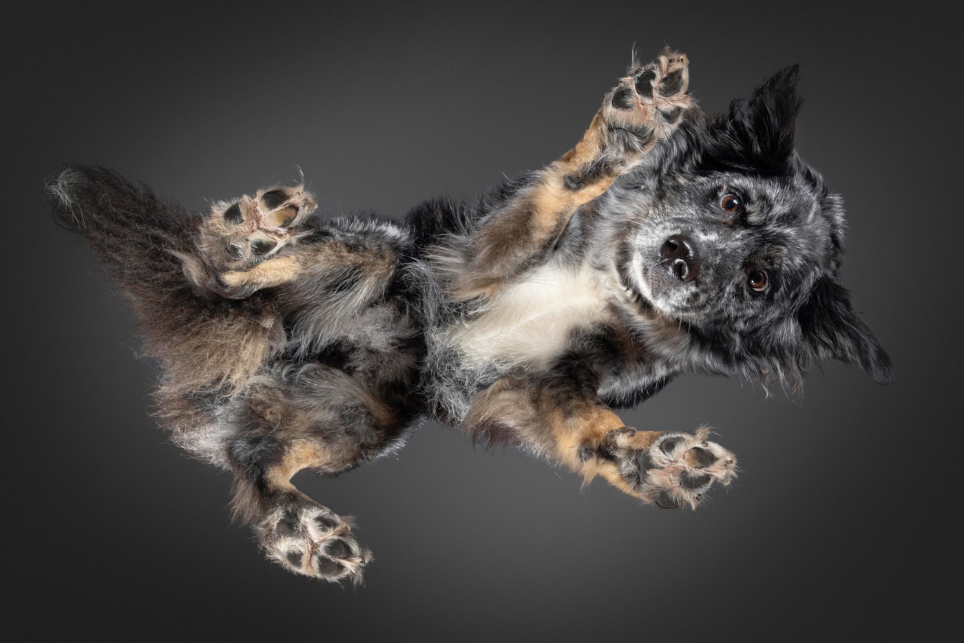 Bei diesem Under Dogs | Hunde von Hunden Fotoshooting, liegt ein Hund auf einer Glasplatte