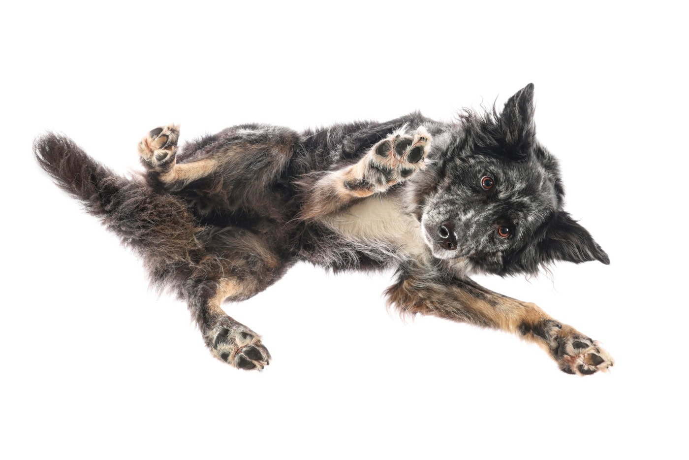 Tierfoto Hund von unten TS154 2