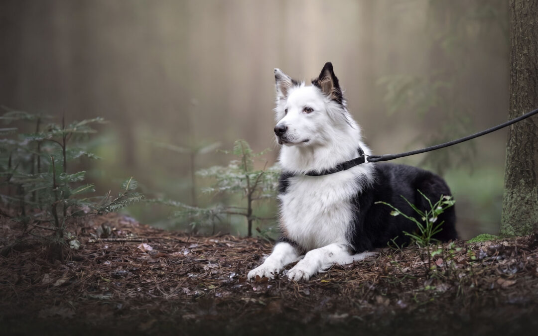 Kann mein Hund das auch?
