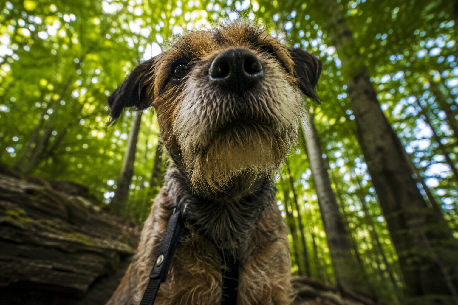 Indoor oder Outdoor, was passt zu meinem Hund?